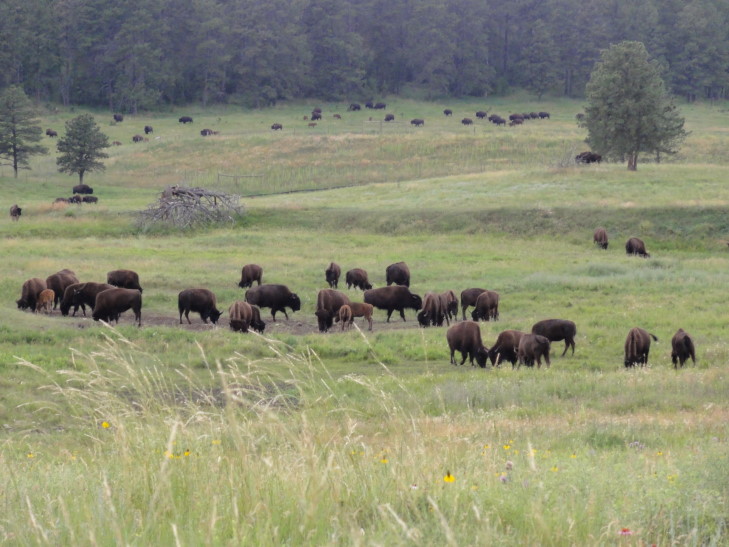 100710_SD_CusterStateParkBisonHerd_small Bison herd, Custer State Park, South Dakota