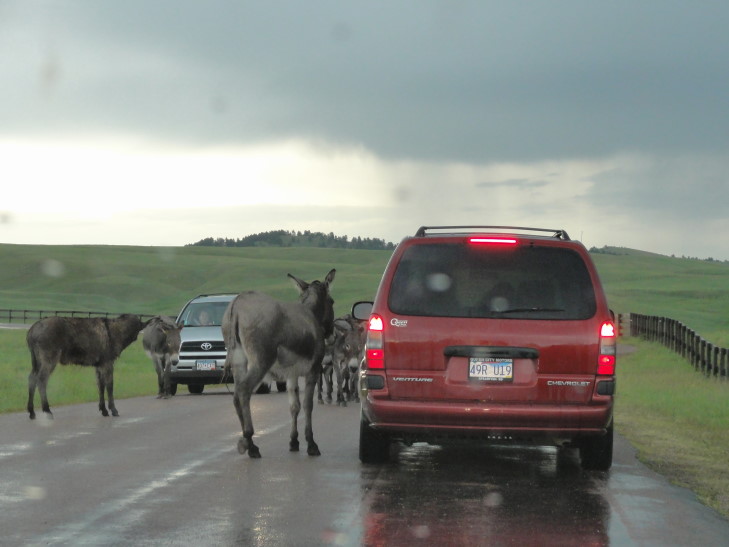100710_SD_CusterStateParkDonkeys_small Friendly donkeys, Custer State Park, South Dakota