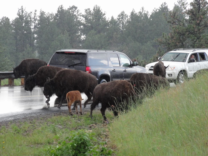 100711_SD_CusterStateParkBisonAndCars_small Bison Crossing, Custer State Park, South Dakota