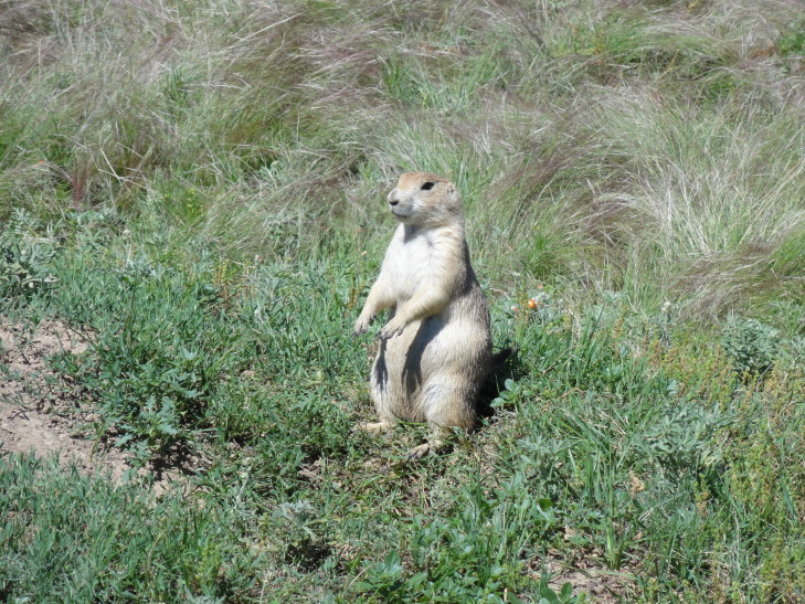 100713_WY_DevilsTowerPrairieDog_small Prairie dog, Devils Tower National Monument, Wyoming
