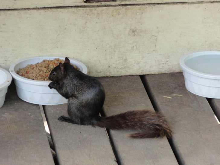 110727_ON_OttawaPHBlackSquirrel_small