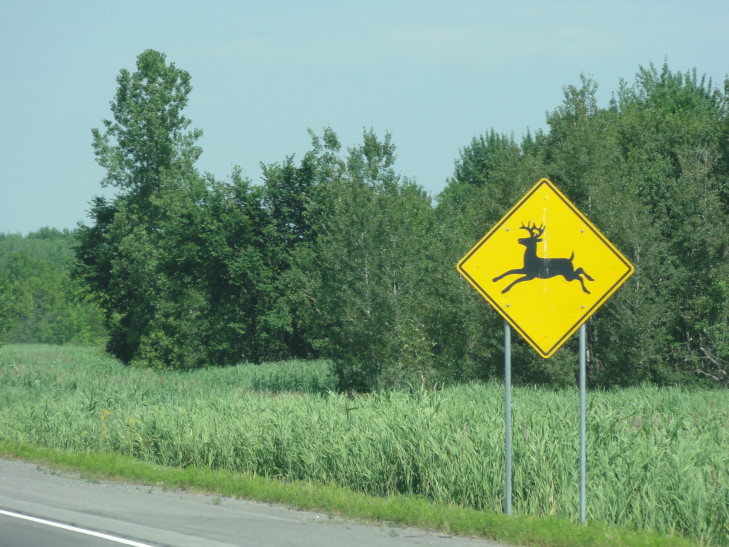 110728_QC_PrancingDeer_small