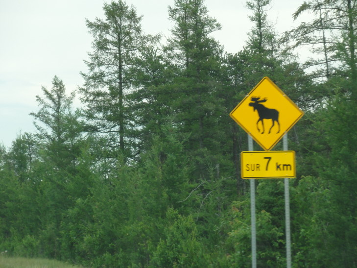 110728_QC_WatchForMoose_small