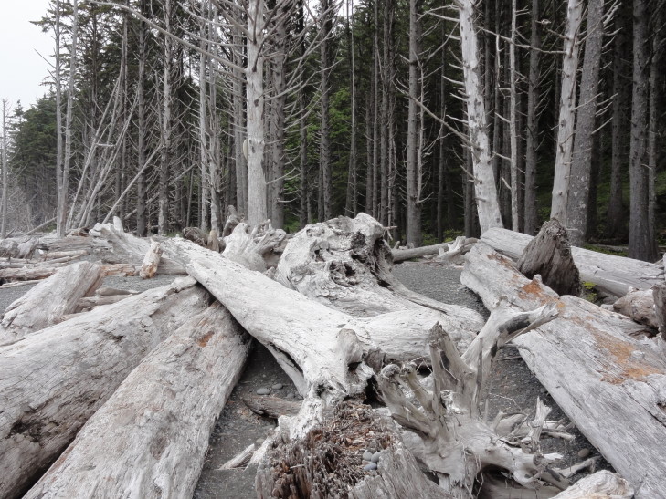 120726_WA_11_RialtoBeachDriftwood_small