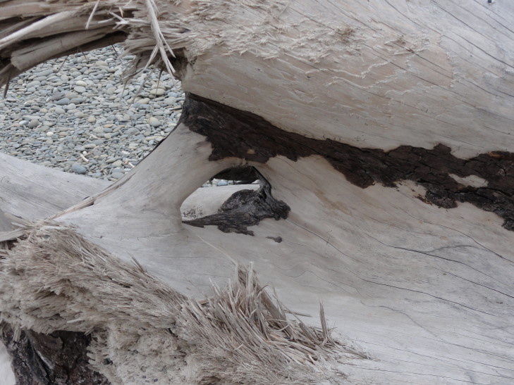 120726_WA_16_RialtoBeachDriftwood_small