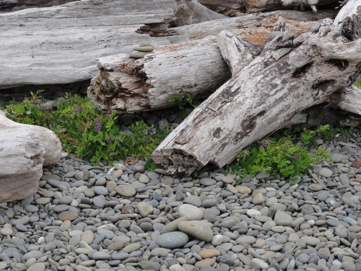 120726_WA_17_RialtoBeachDriftwood_small
