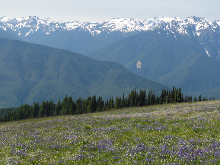 120726_WA_1_HurricaneRidge_small