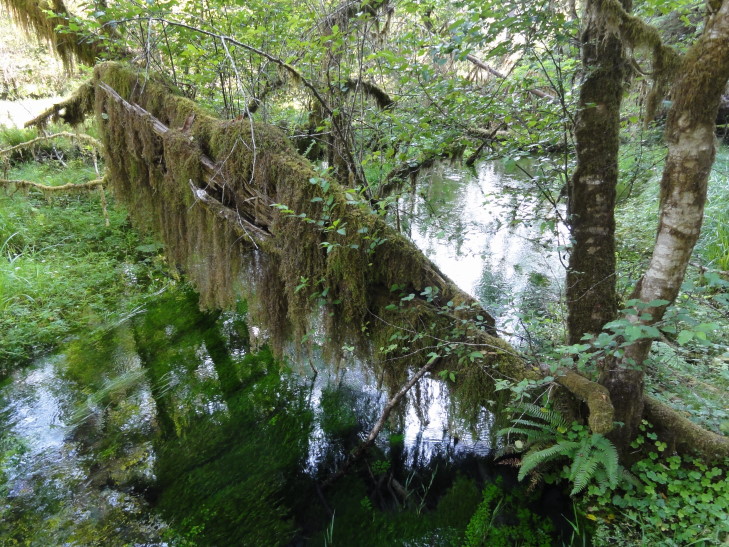 120726_WA_20_HohRiverRainforest_small