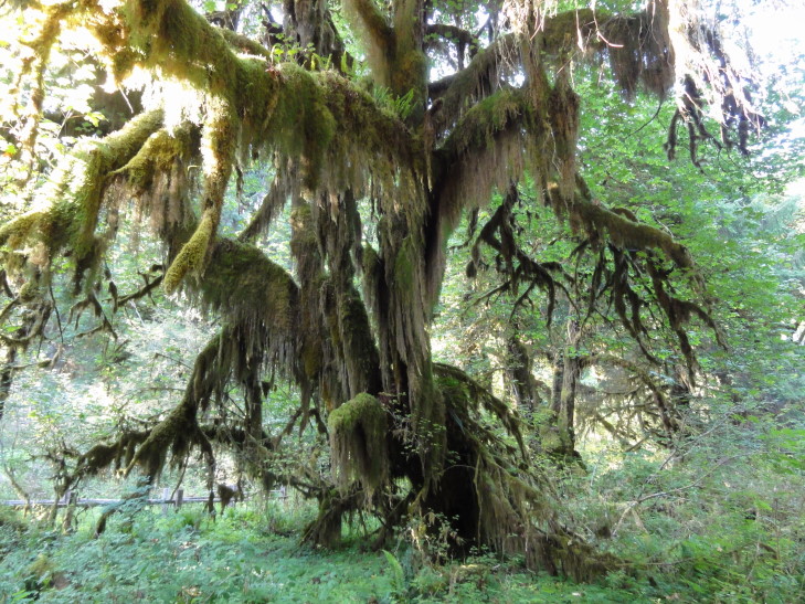 120726_WA_22_HohRiverRainforest_small