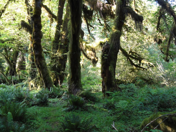 120726_WA_23_HohRiverRainforest_small