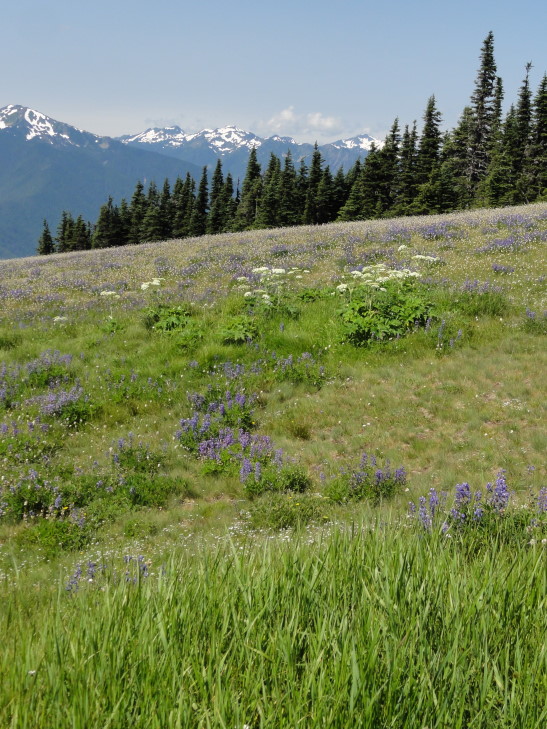 120726_WA_2_HurricaneRidge_small