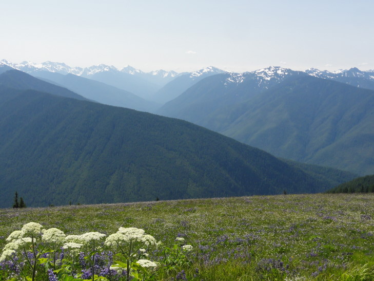 120726_WA_3_HurricaneRidge_small