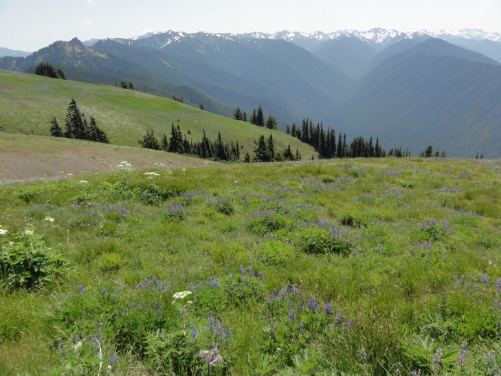 120726_WA_4_HurricaneRidge_small