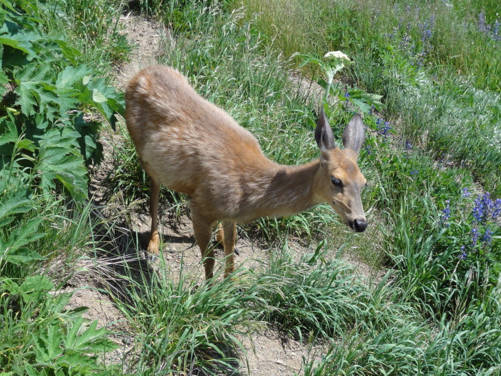 120726_WA_5_Deer_small