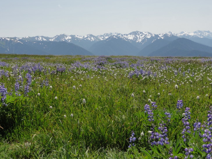 120726_WA_7_HurricaneRidge_small