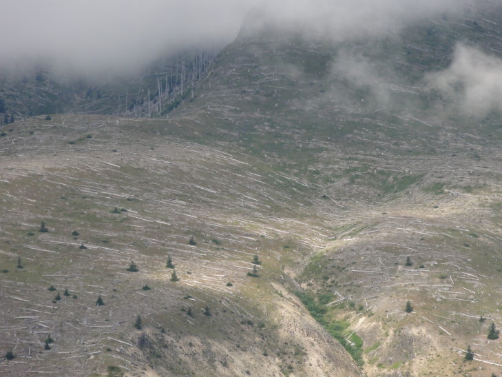 120727_WA_15_TreesBlownDown_small
