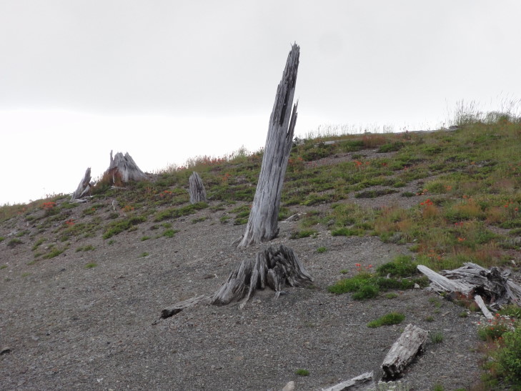 120727_WA_9_BlastedTrees_small