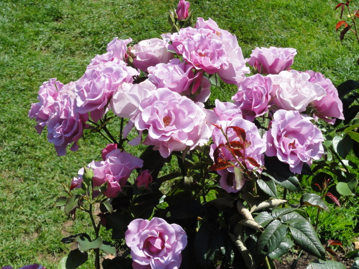 120728_OR_2_RoseGardenPurpleRoses_small