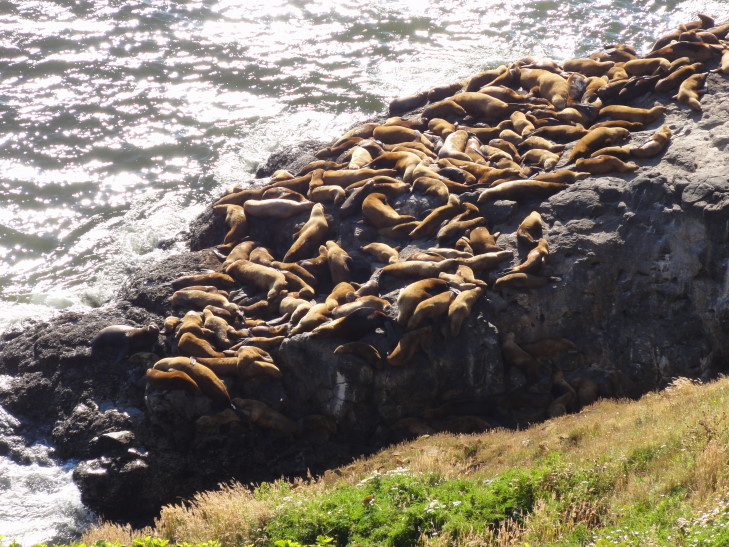 120729_OR_15_SeaLionCavesOutsideHangout_small