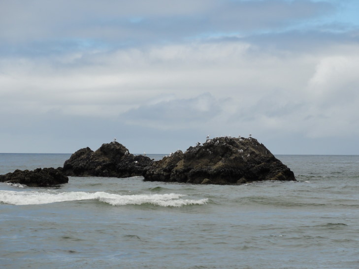 120729_OR_7_CannonBeachSeaBirds_small