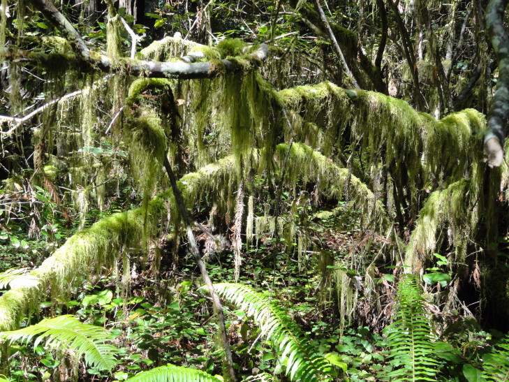 120731_CA_10_MossyBranch_small