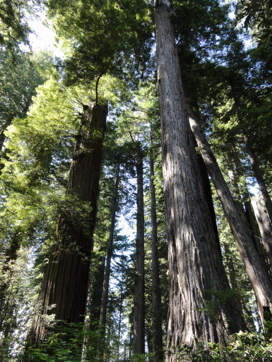 120731_CA_11_RedwoodGrove_small
