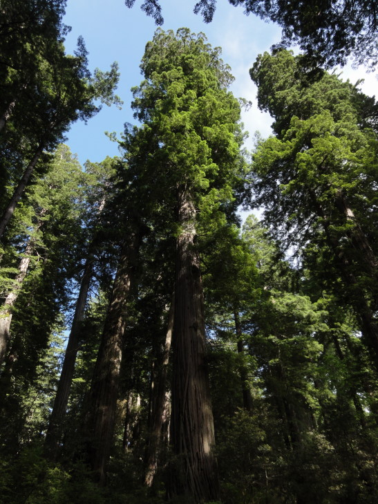 120731_CA_12_RedwoodGrove_small