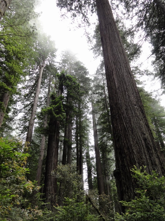 120731_CA_13_RedwoodGroveFoggy_small