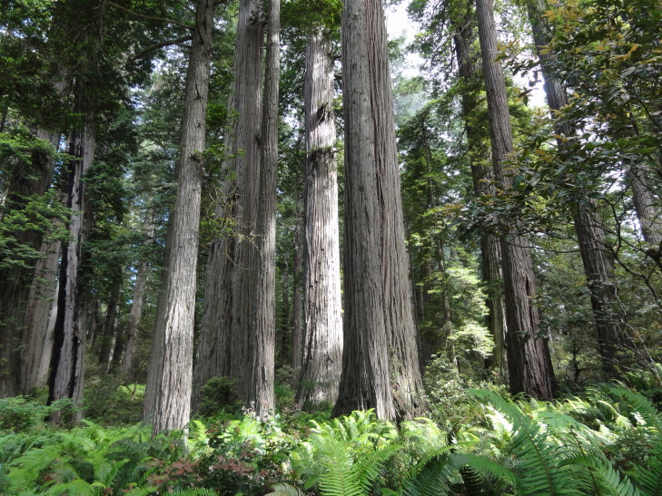 120731_CA_14_RedwoodForest_small