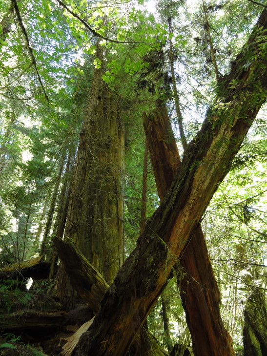 120731_CA_5_FallenRedwood_small