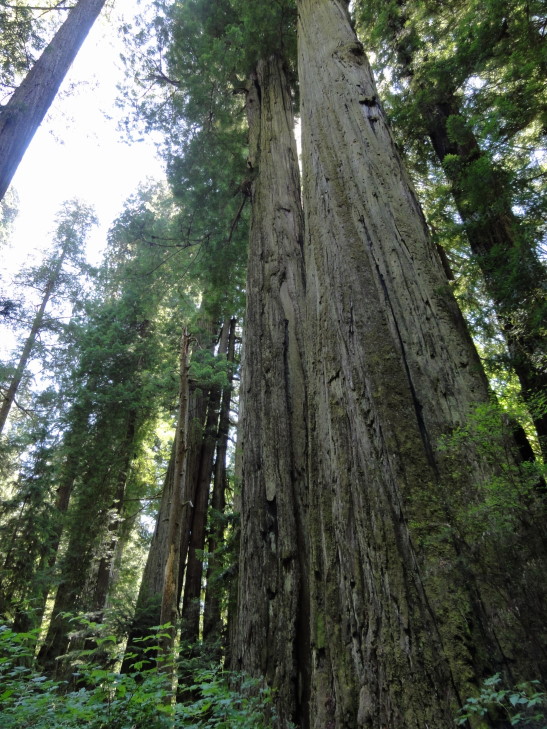 120731_CA_6_ToweringRedwoods_small