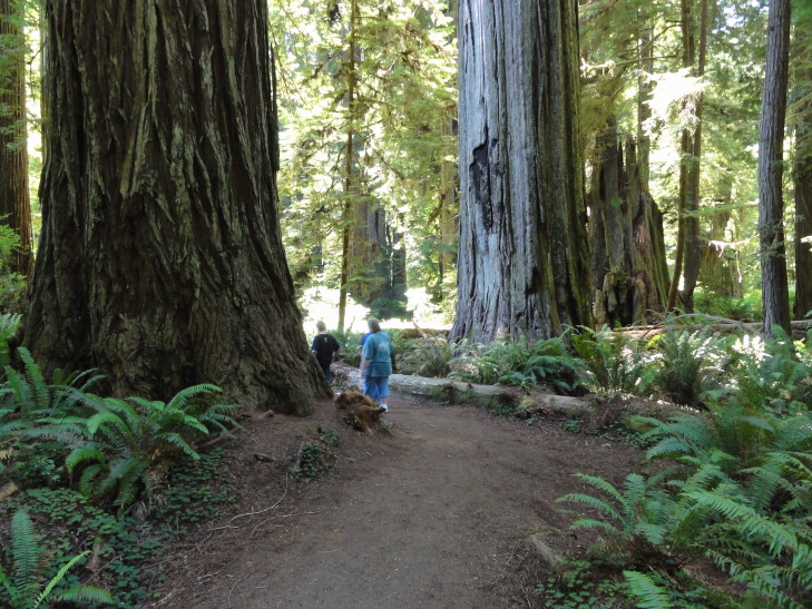 120731_CA_7_RedwoodsHumanScale_small