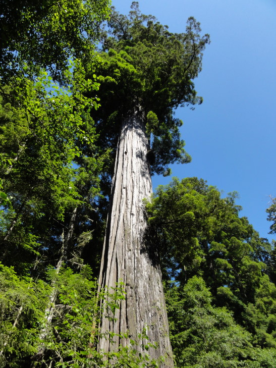 120731_CA_9_Redwood_small
