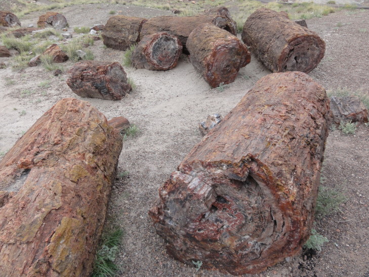 130802_AZ_17_PetrifiedLogs_small
