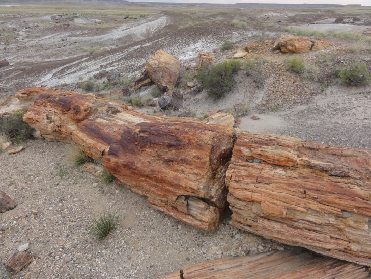 130802_AZ_20_PetrifiedForest_small