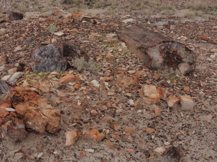 130802_AZ_21_PetrifiedLogAndChips_small