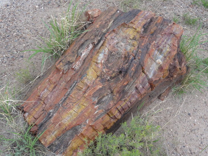 130802_AZ_22_PetrifiedLogClose_small
