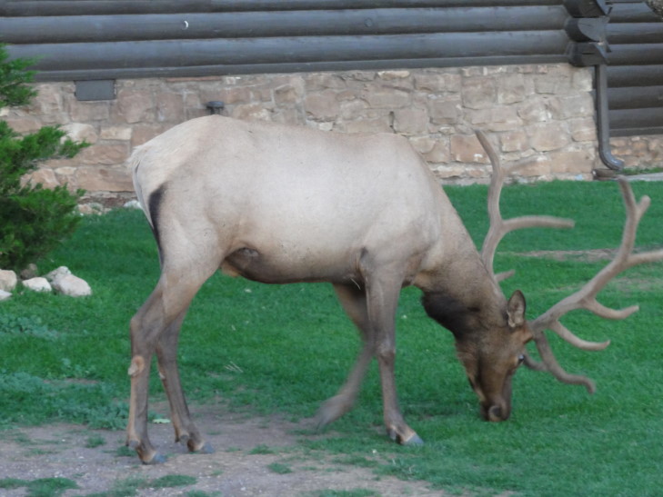 130803_AZ_22_GrandCanyonElk_small