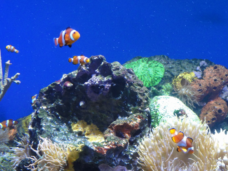 140331_LA_10_Nemo_small