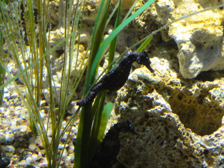 140331_LA_11_SeaHorse_small