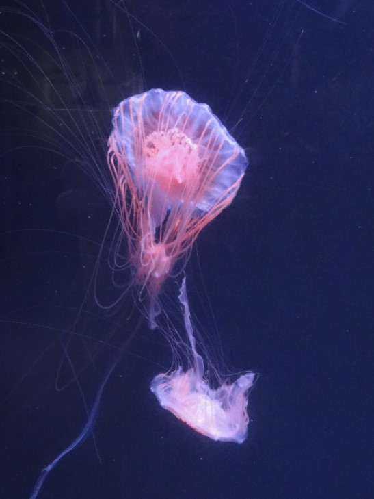 140331_LA_13_Jellyfish_small