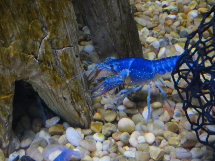 140331_LA_15_Crawfish_small