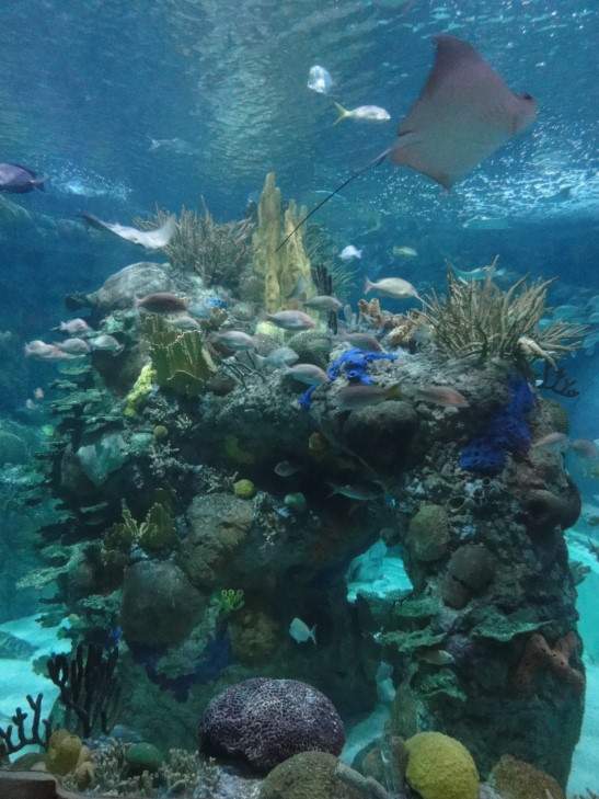 140331_LA_8_MayanReefTank_small