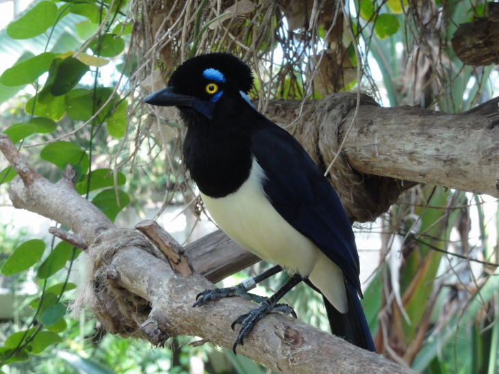 140331_LA_9_AmazonBird_small