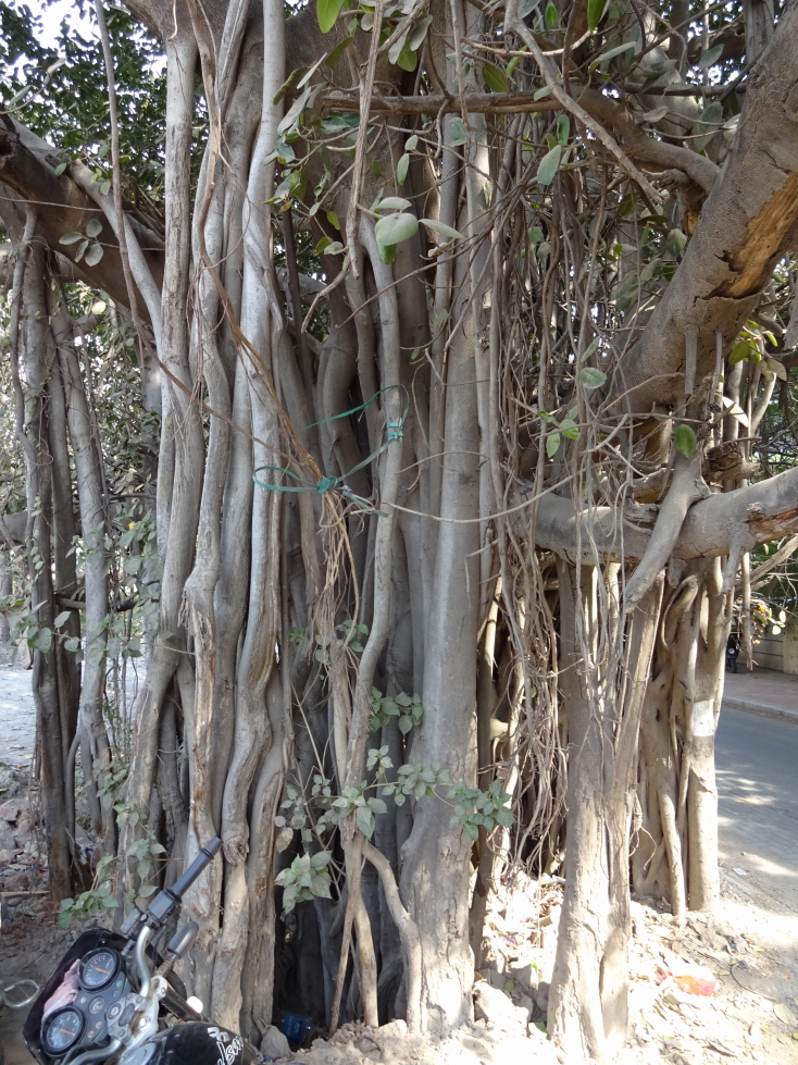 Banyan tree
