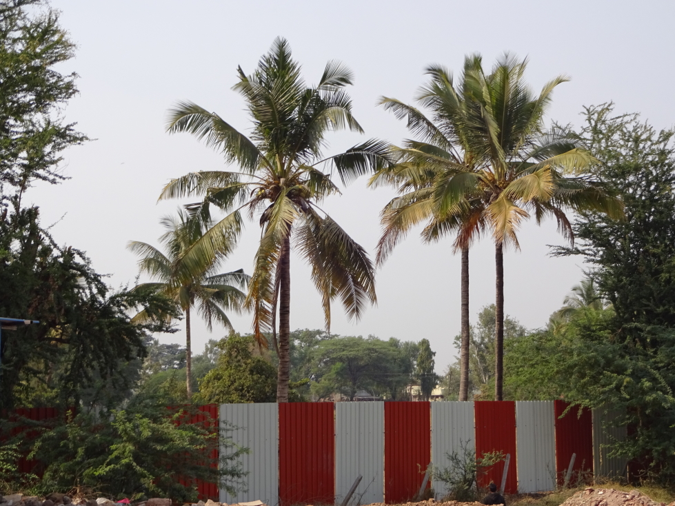 Stand of palms, love the red and white corrugated metal fence
