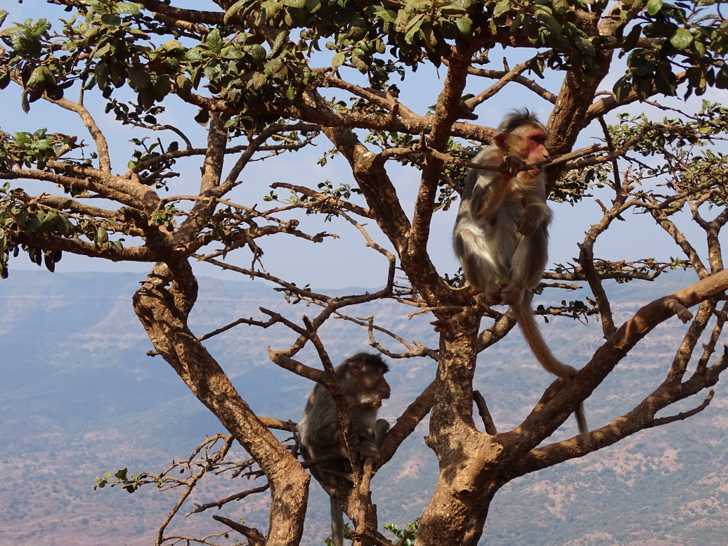 Monkeys! MONKEYS!