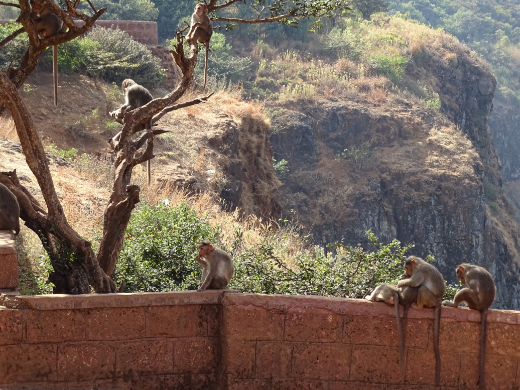 A troop of monkeys. MONKEYS!