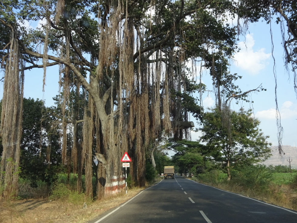 I love the banyan trees