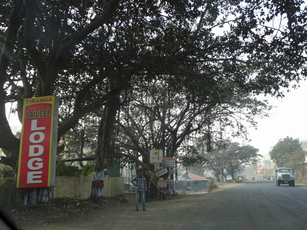 Rural road with nifty trees